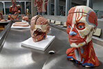 Laboratório de Anatomia