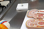 Laboratório de Anatomia
