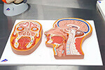 Laboratório de Anatomia